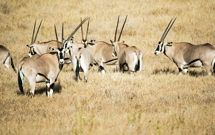 gemsbok oryx animal hide