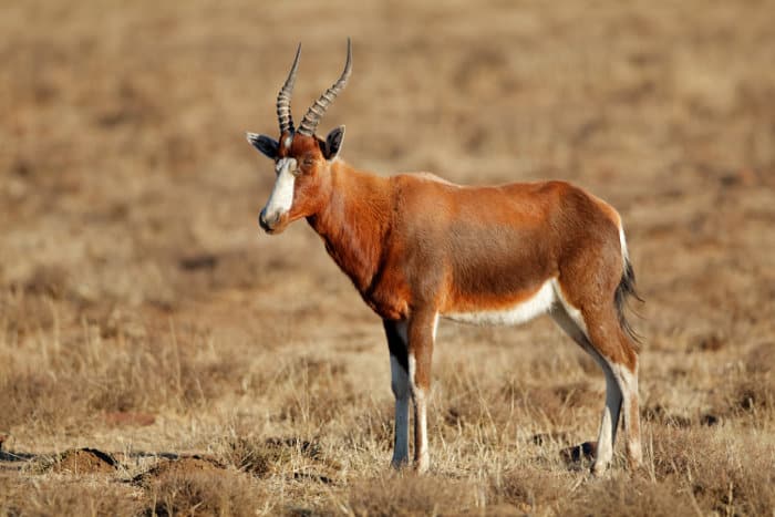 blesbok animal hides