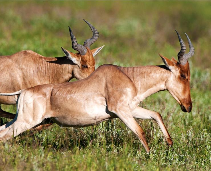 hartebeest animal hide