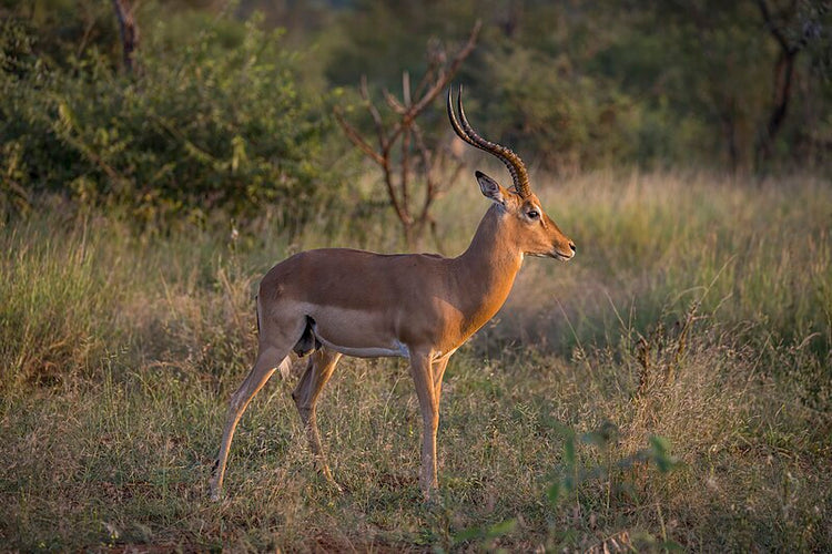 impala animal hide