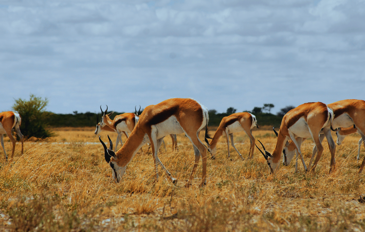 springbok animal hide