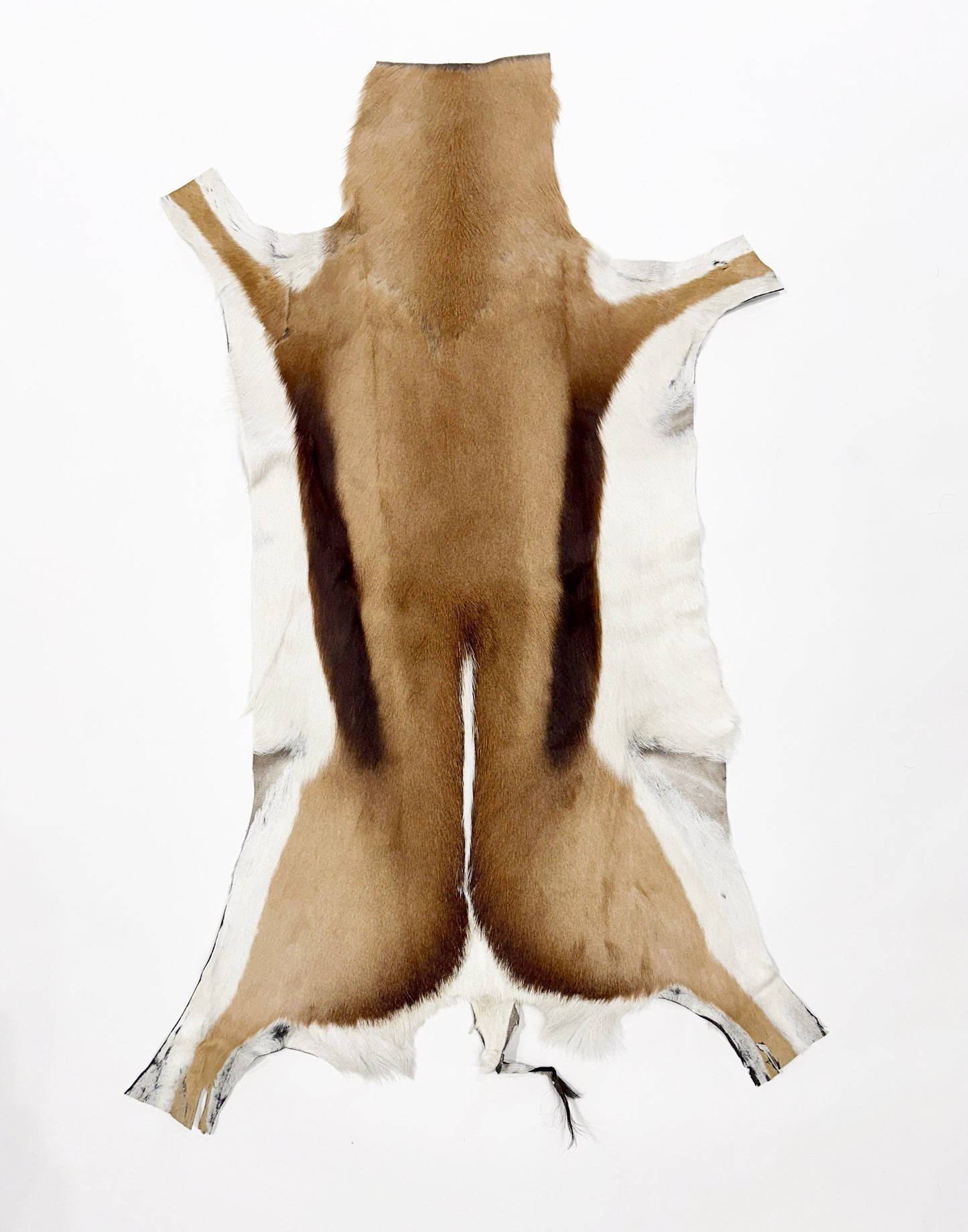 springbok hide