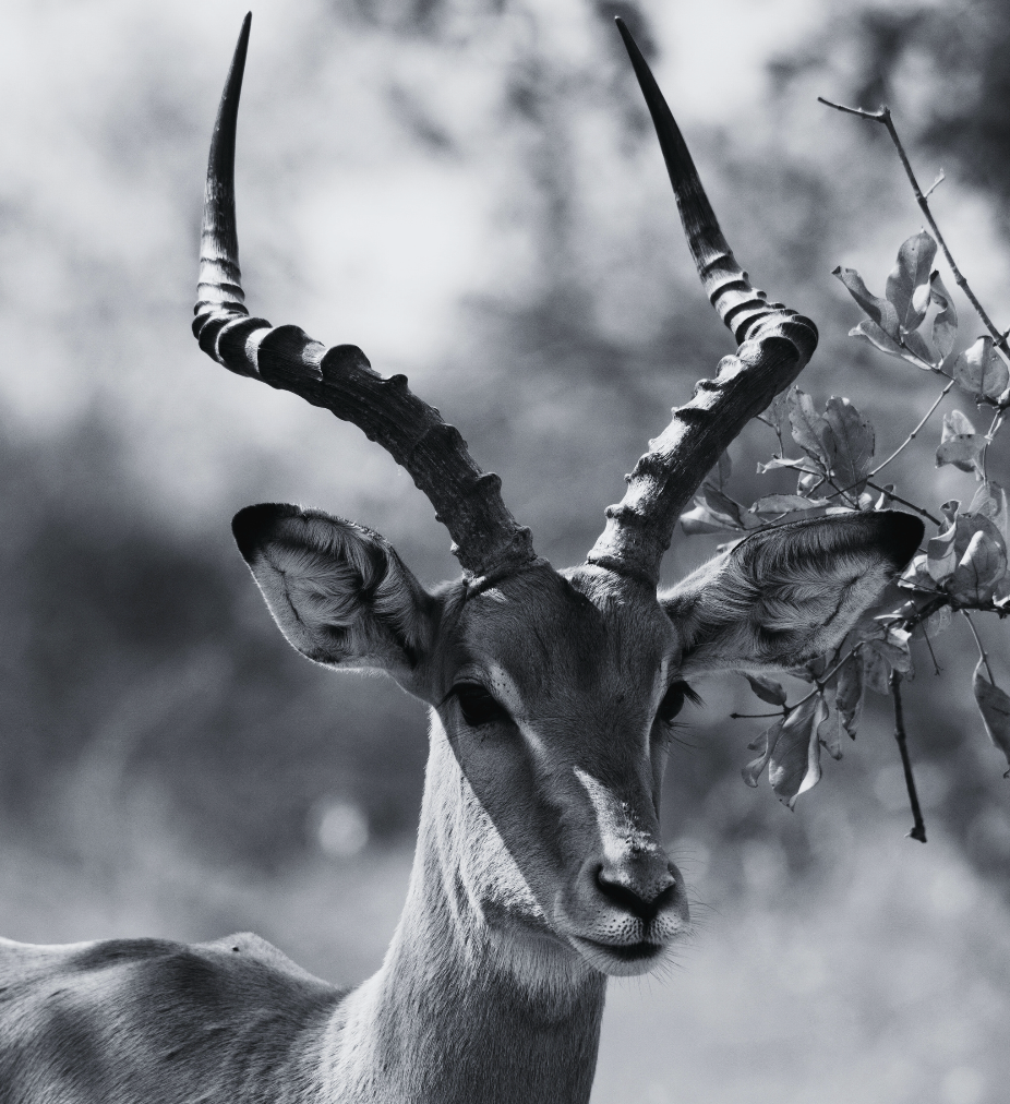 impala animal hide