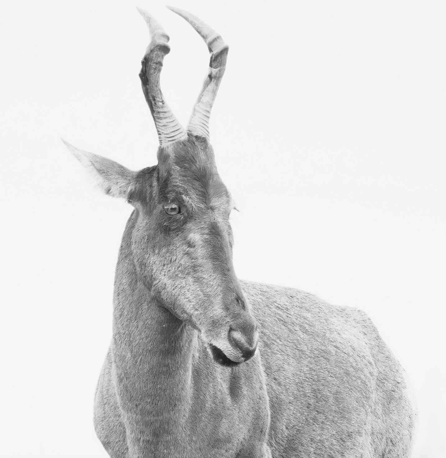 hartebeest animal hide