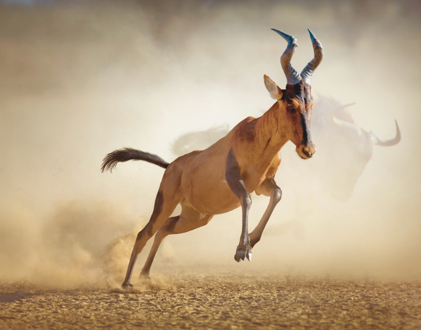 hartebeest animal hide