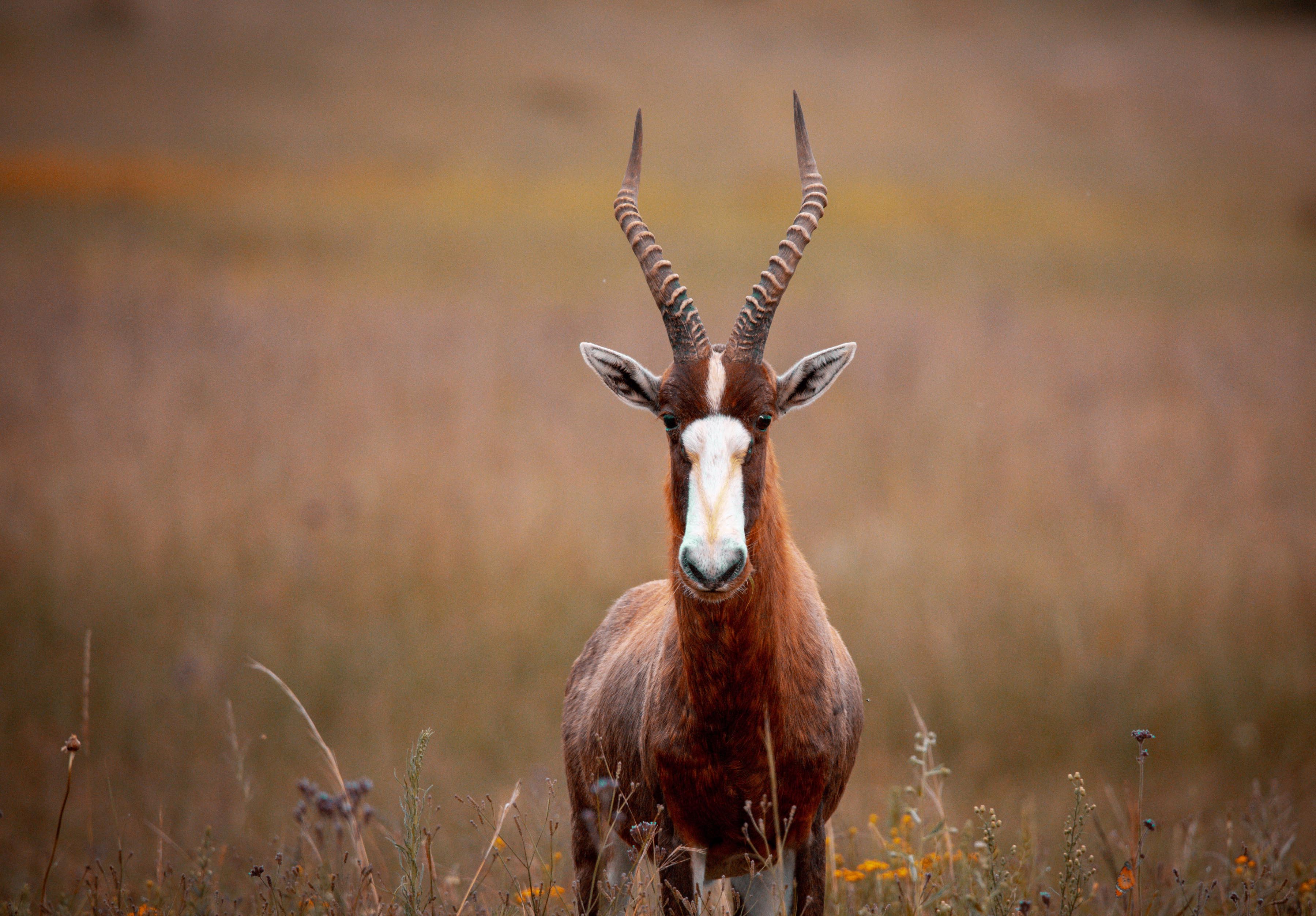 blesbok animal hide