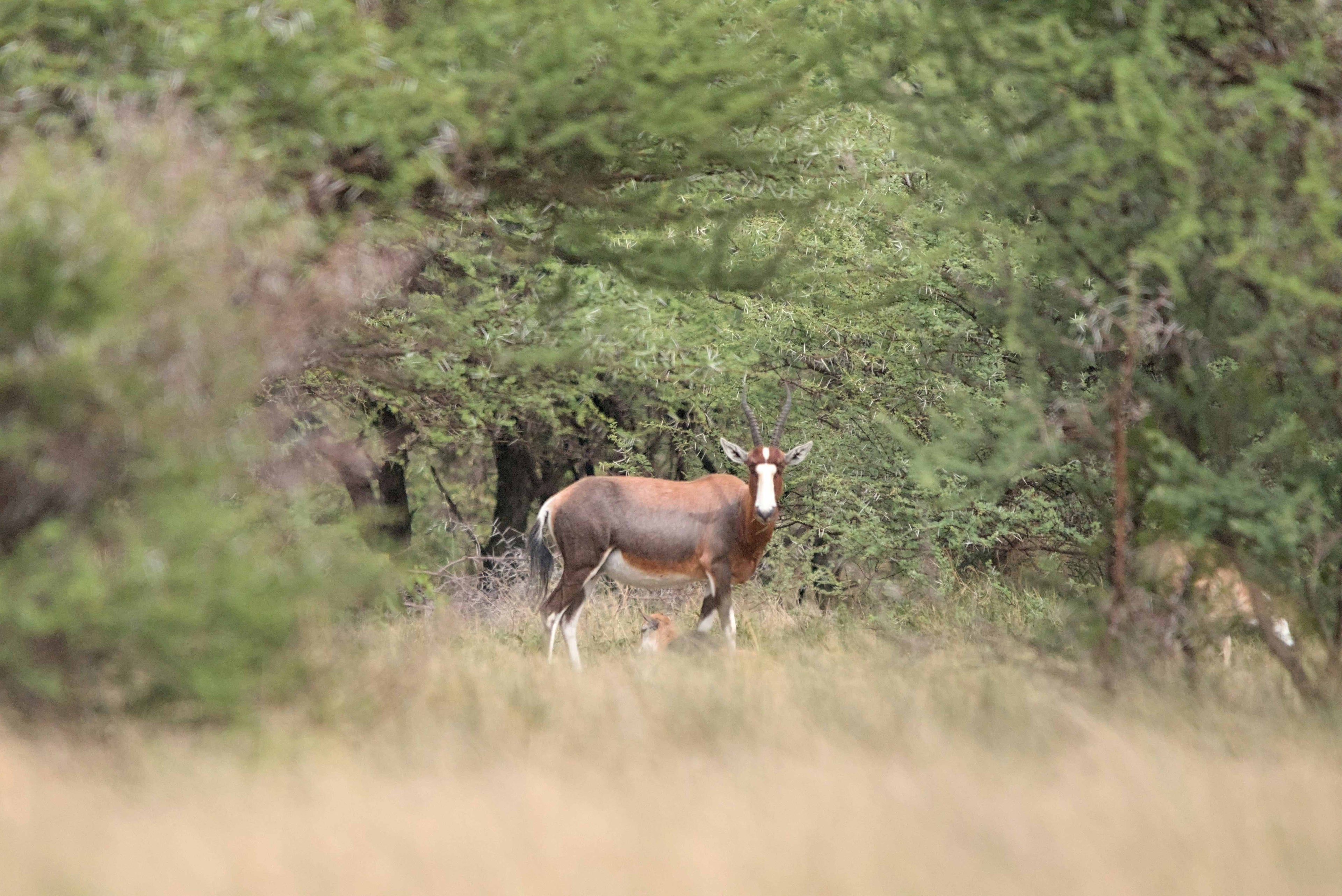 blesbok animal hide