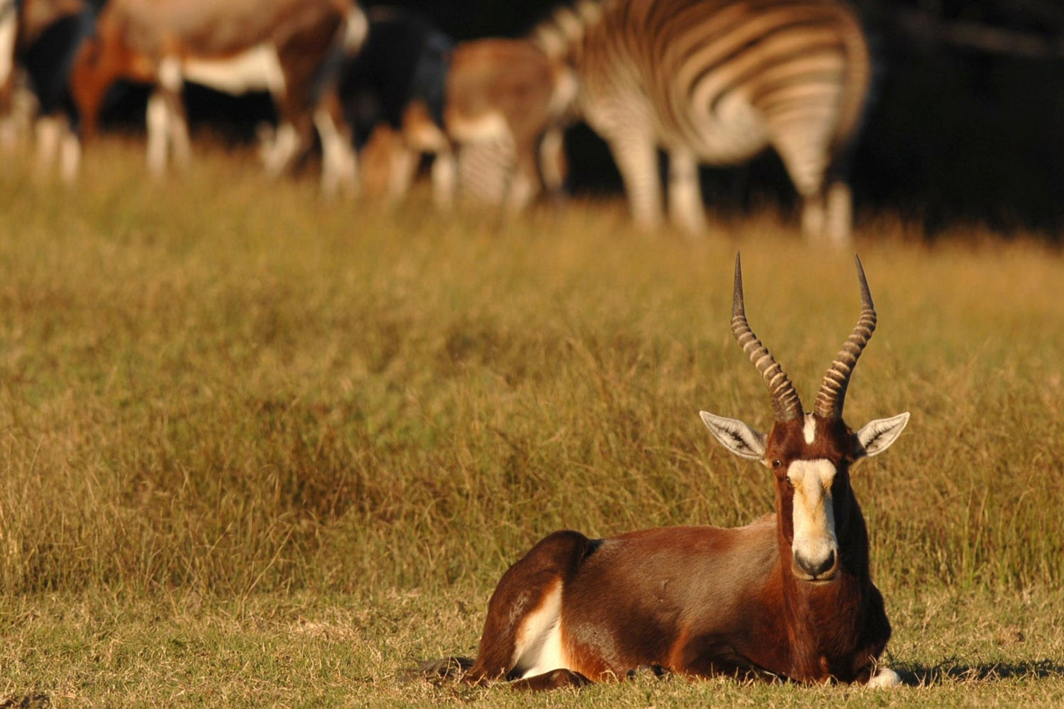 blesbok animal hide