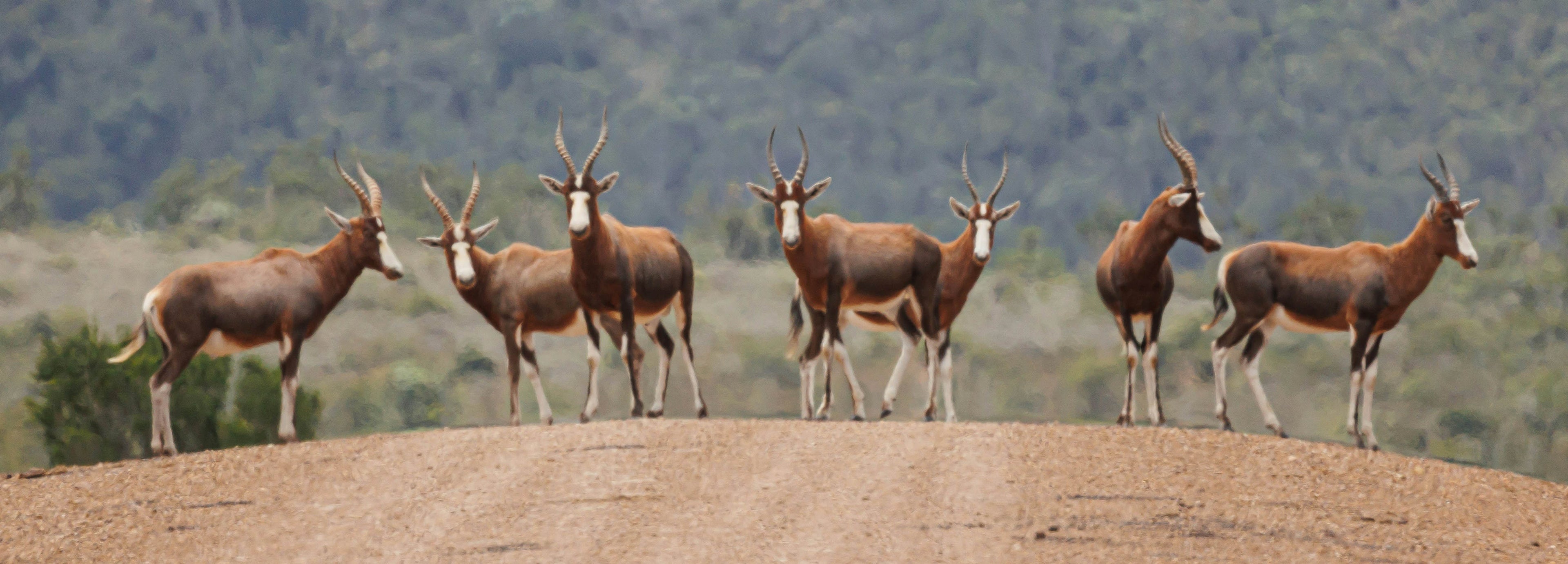 blesbok animal hide