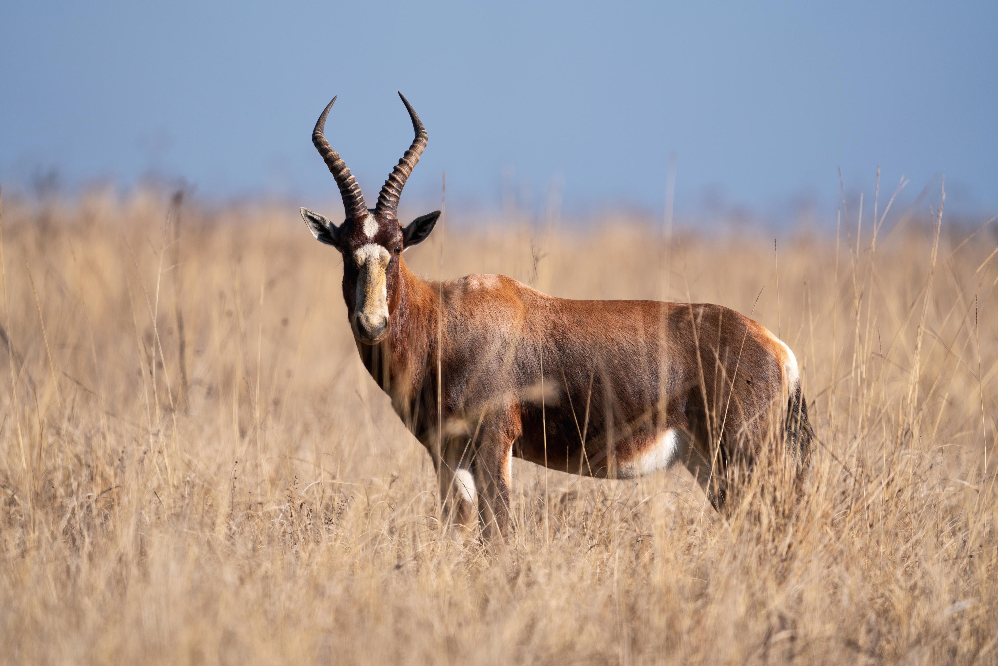 blesbok animal hide