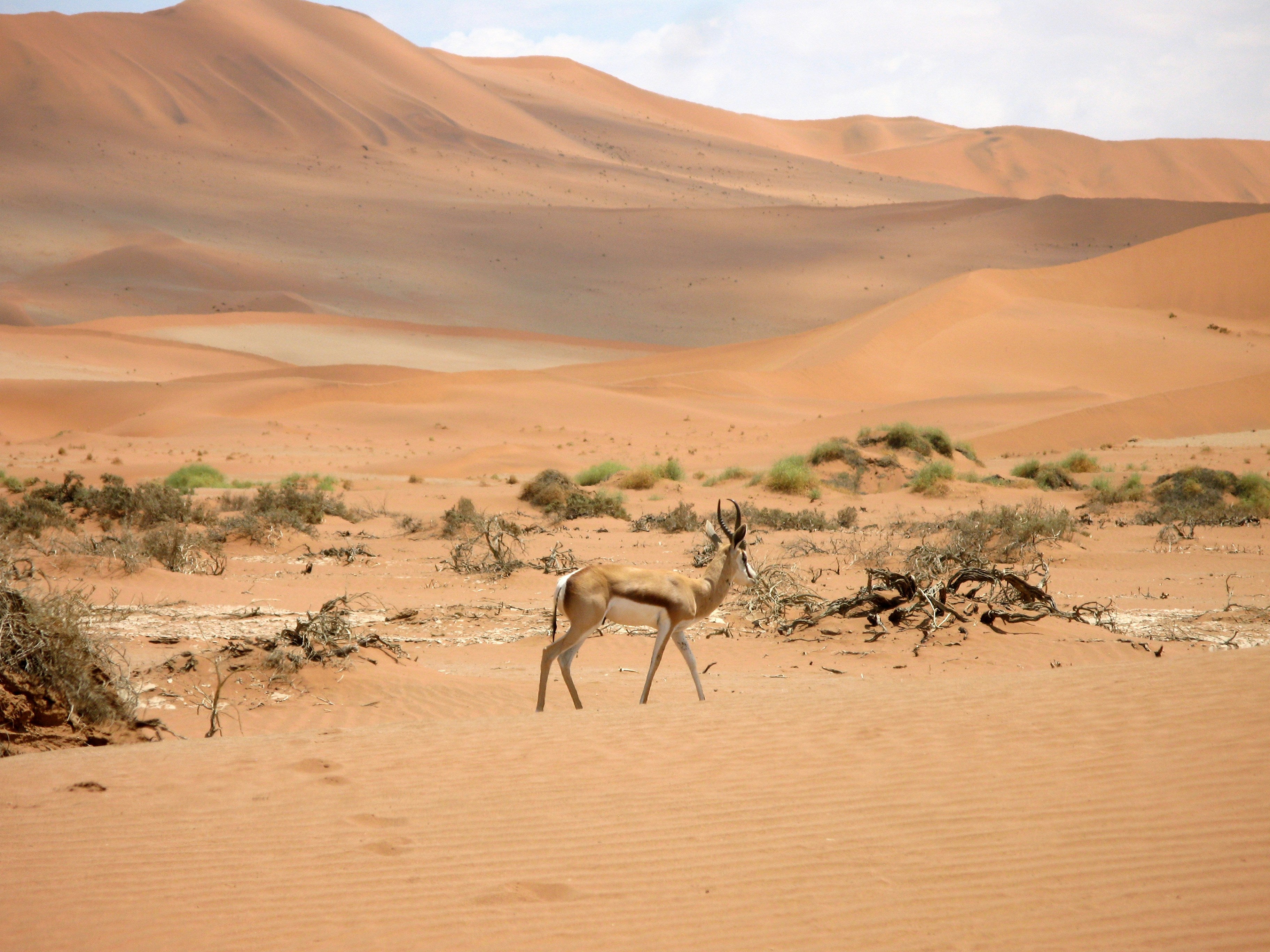springbok hide