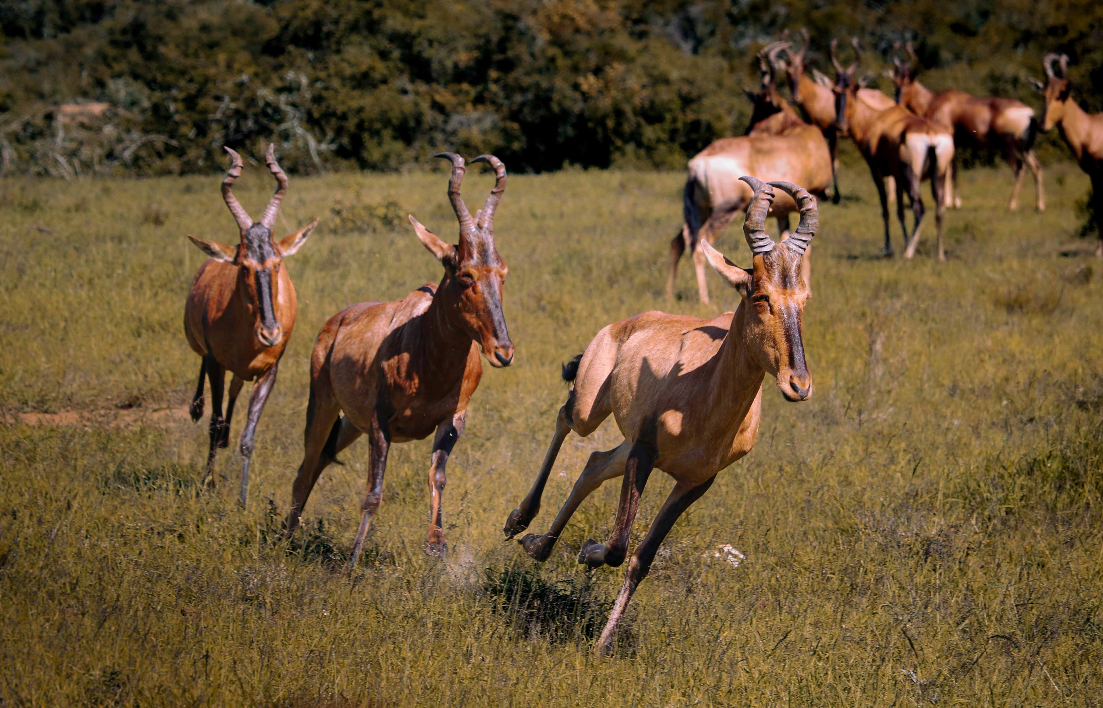 hartebeest animal hide