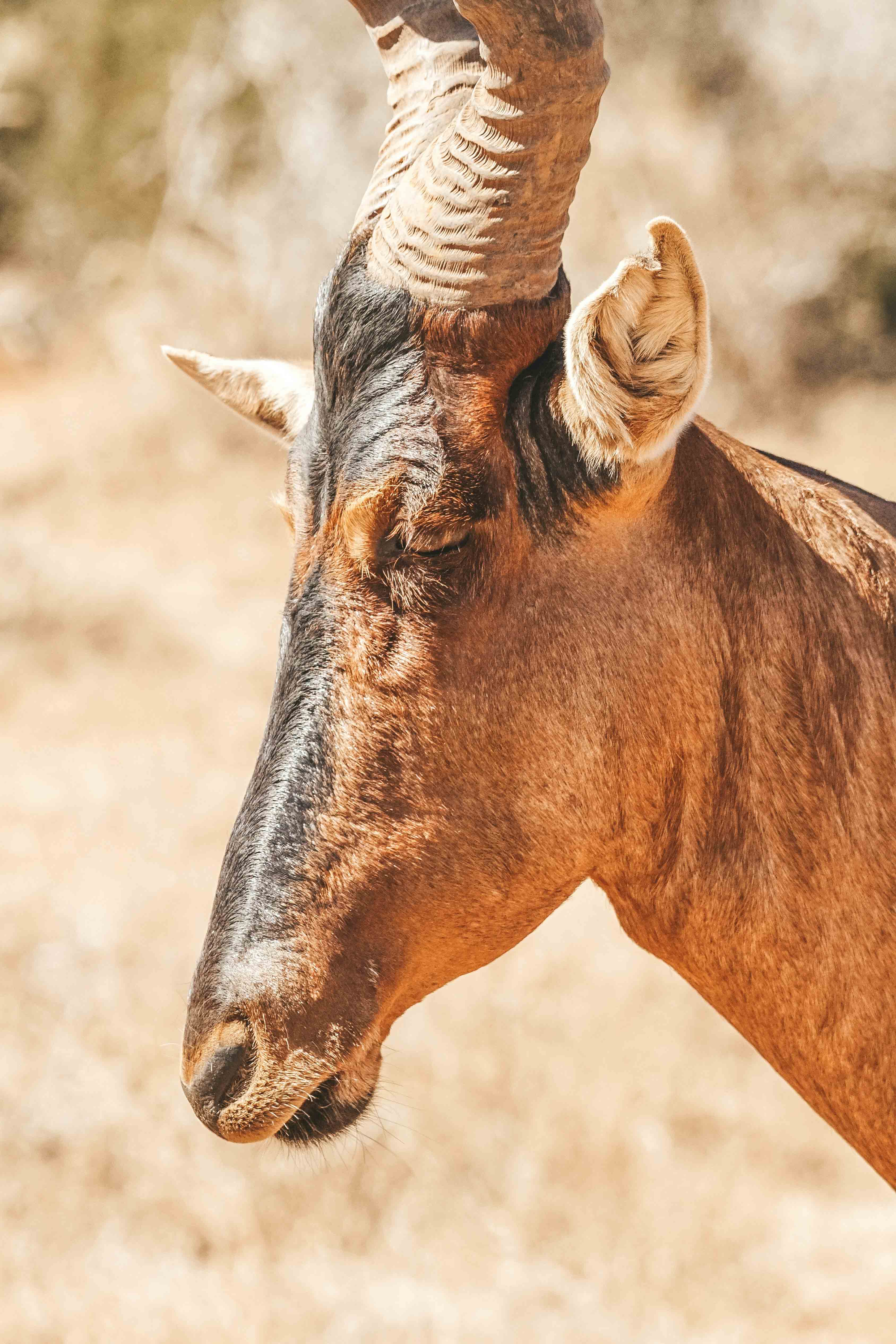 hartebeest animal hide