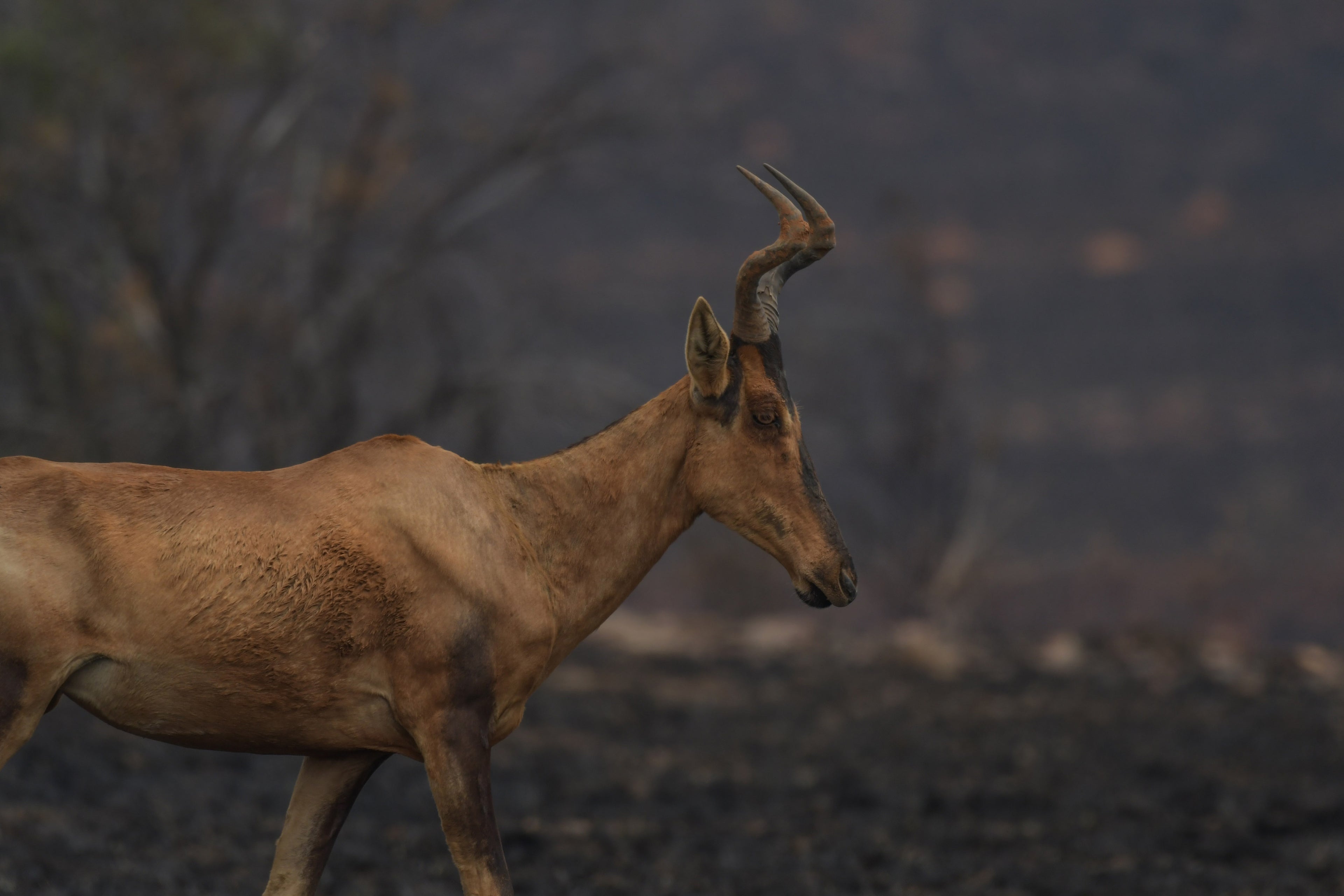hartebeest animal hide