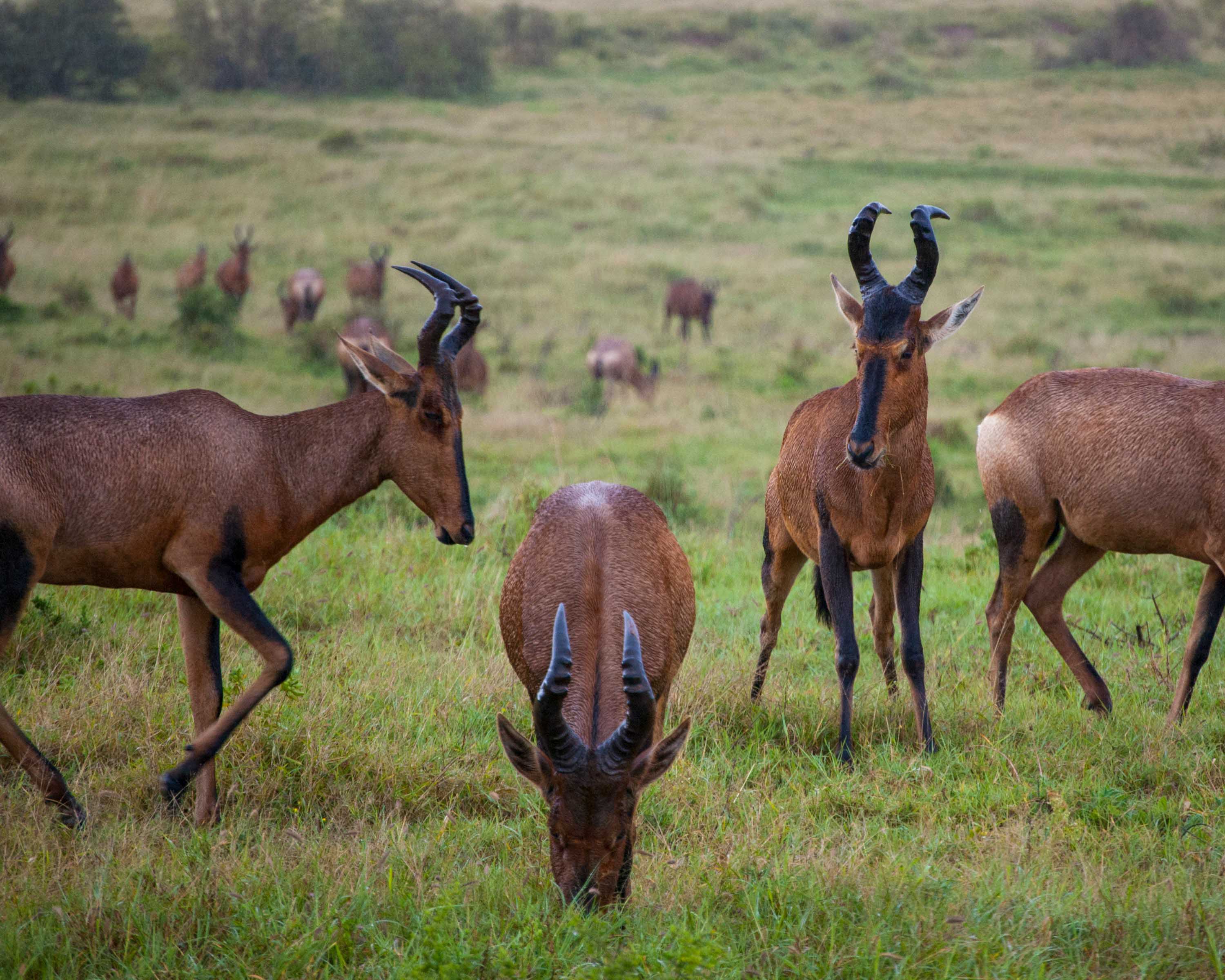 hartebeest animal hide