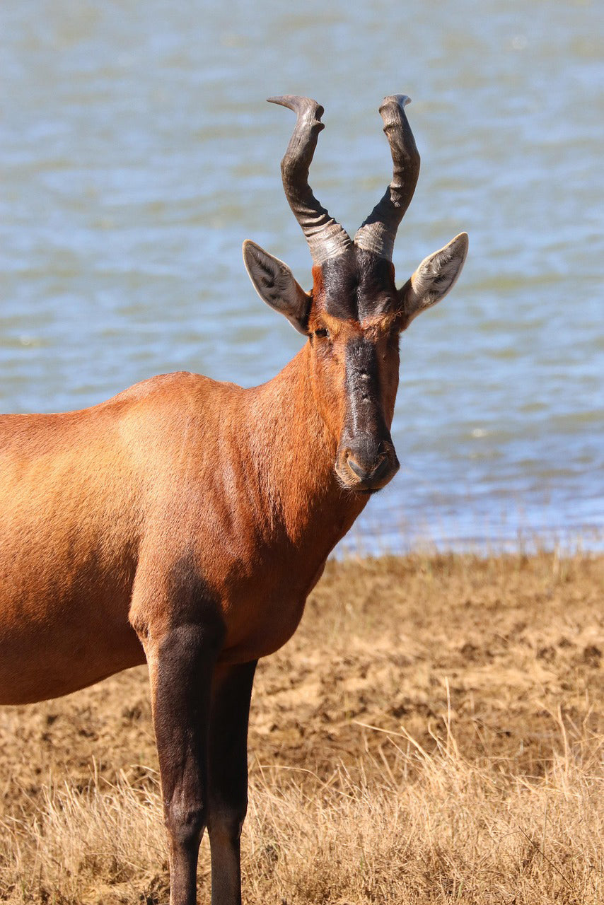 hartebeest animal hide