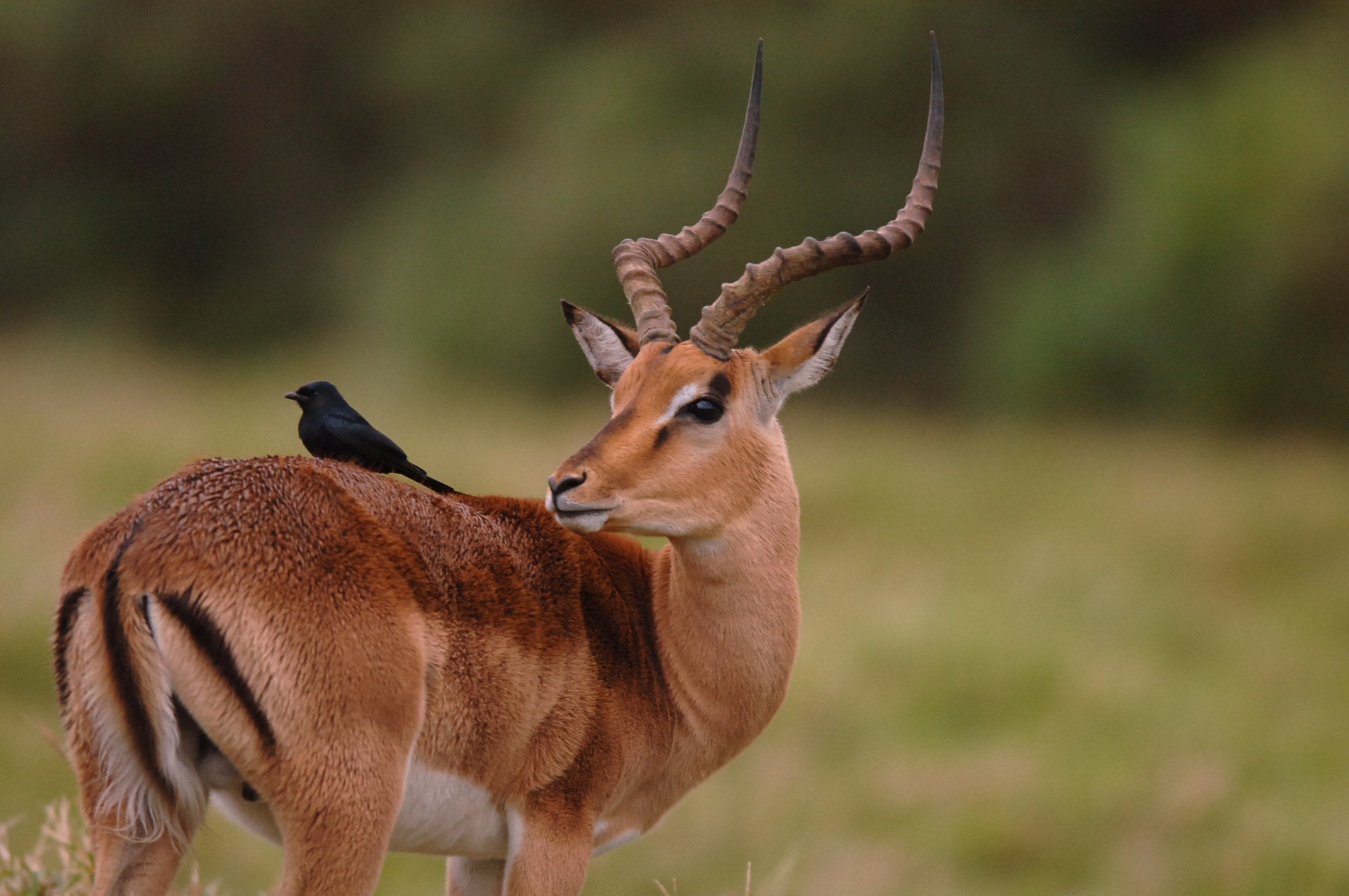 impala animal hide