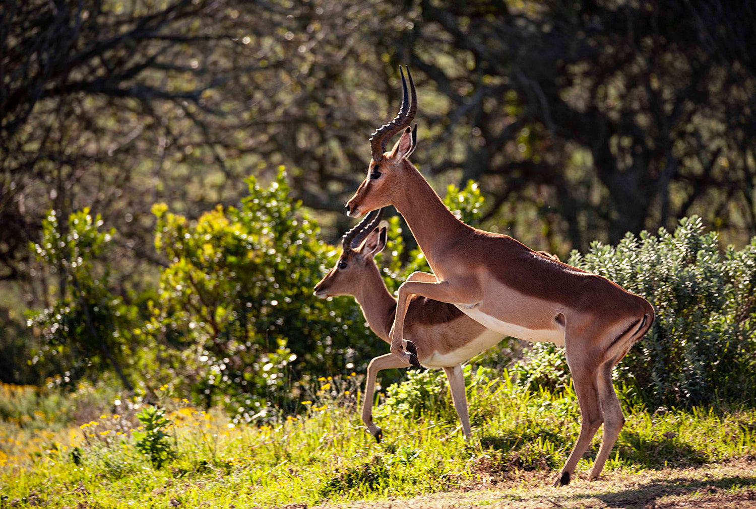 impala animal hide