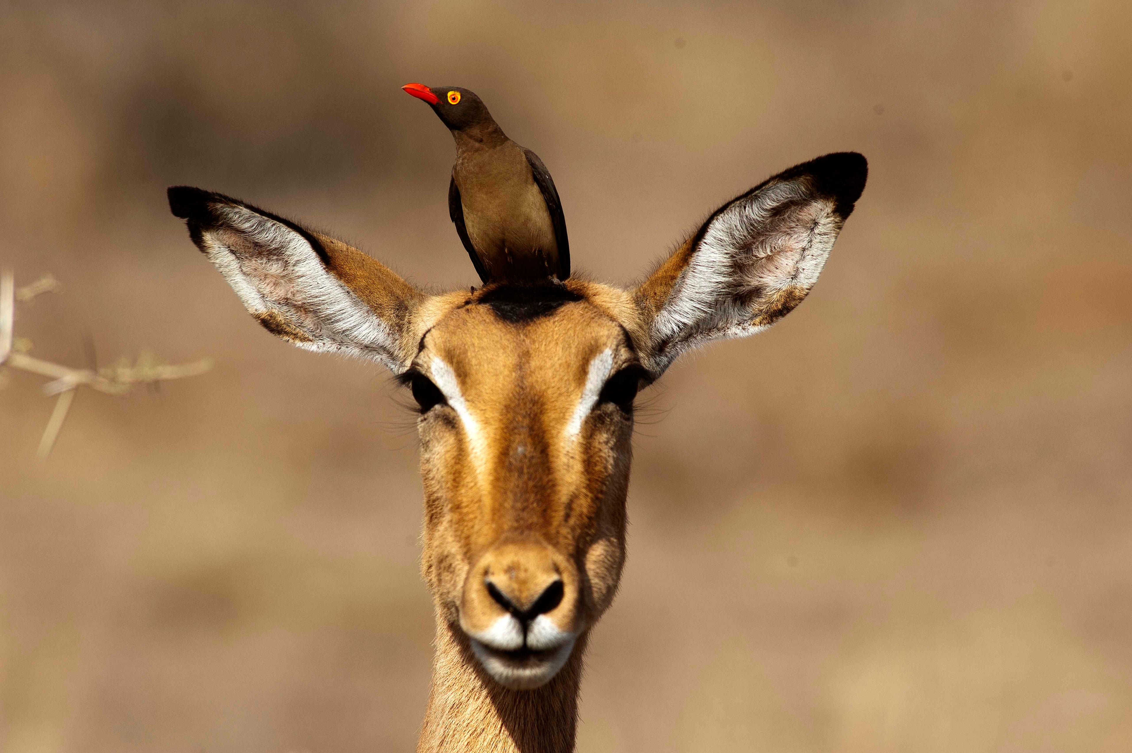 impala animal hide