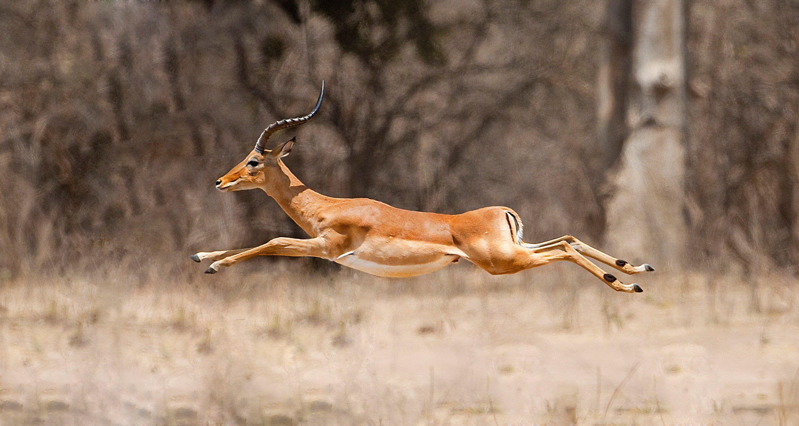 impala animal hide
