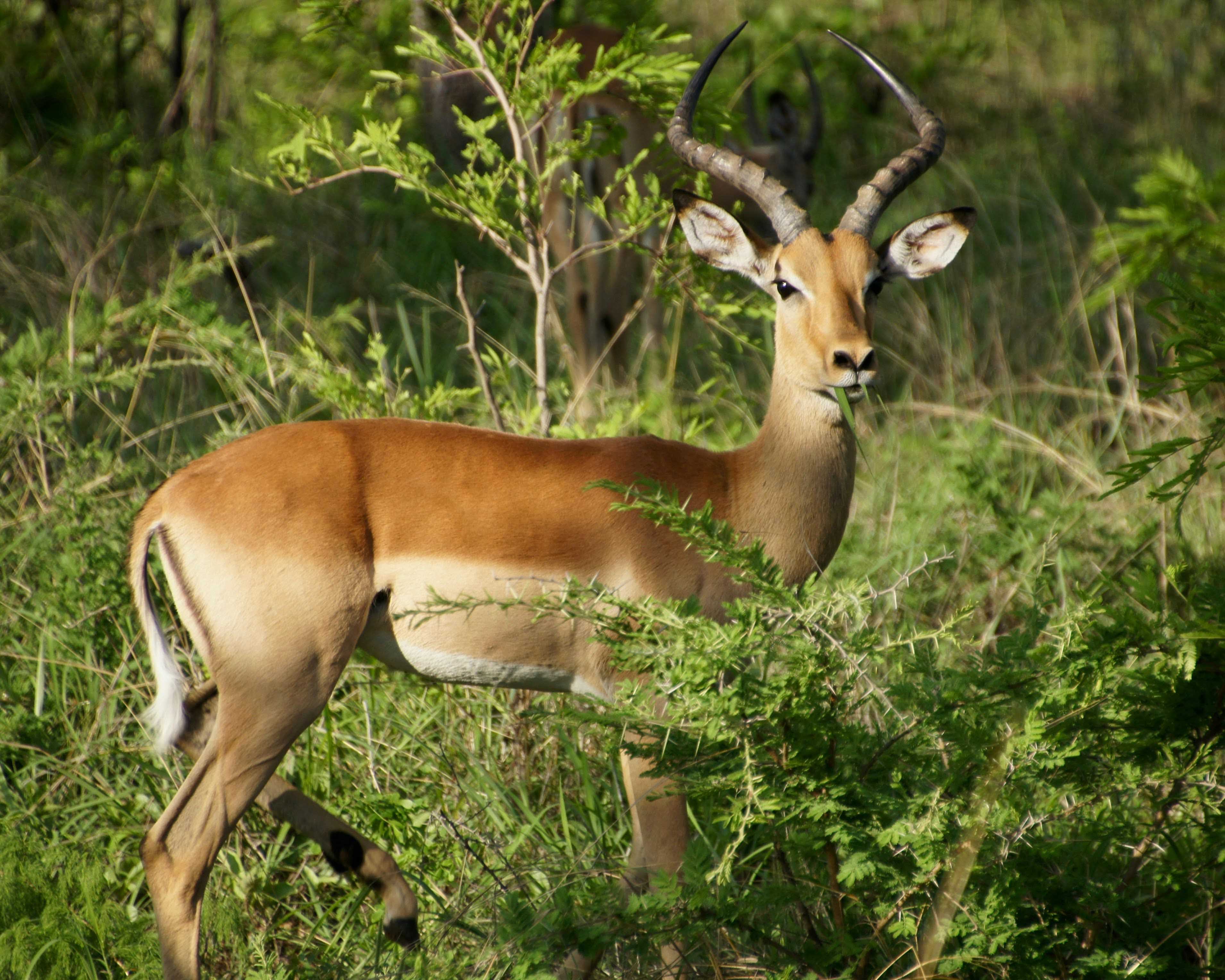 impala animal hide