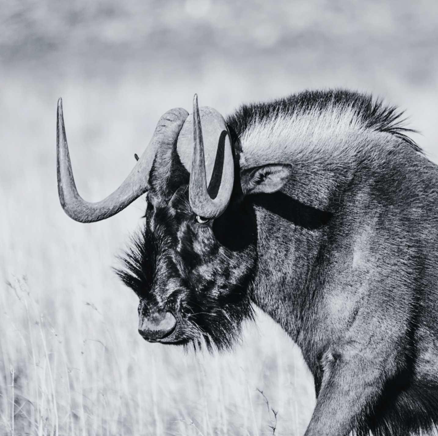 wildebeest animal hides