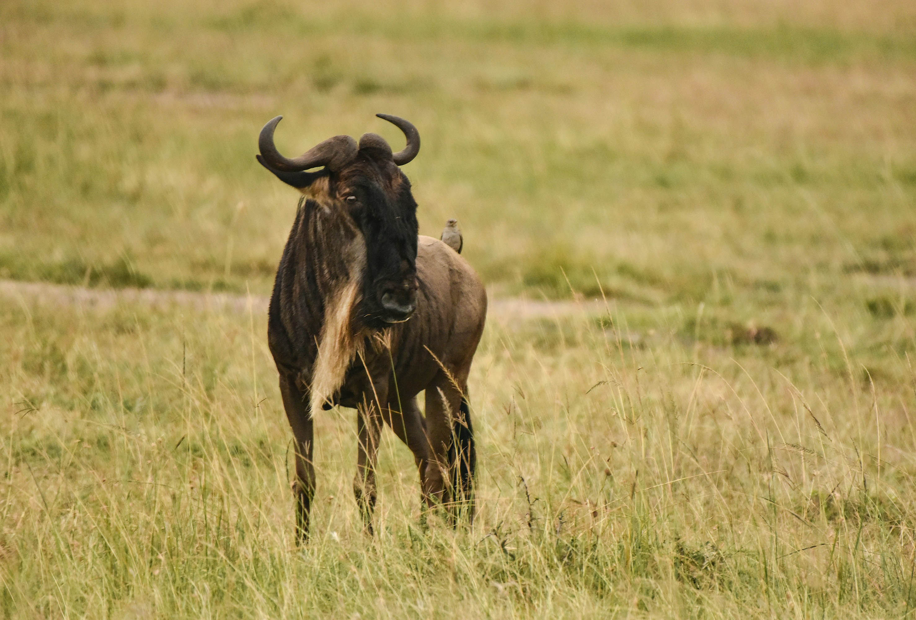 wildebeest animal hides
