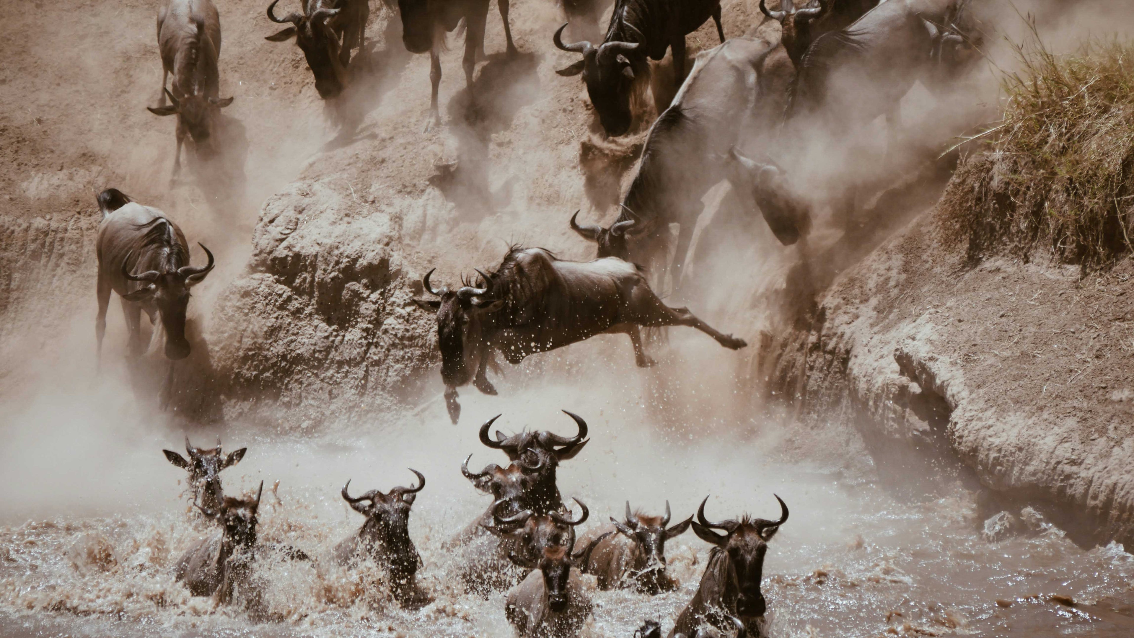 wildebeest animal hides