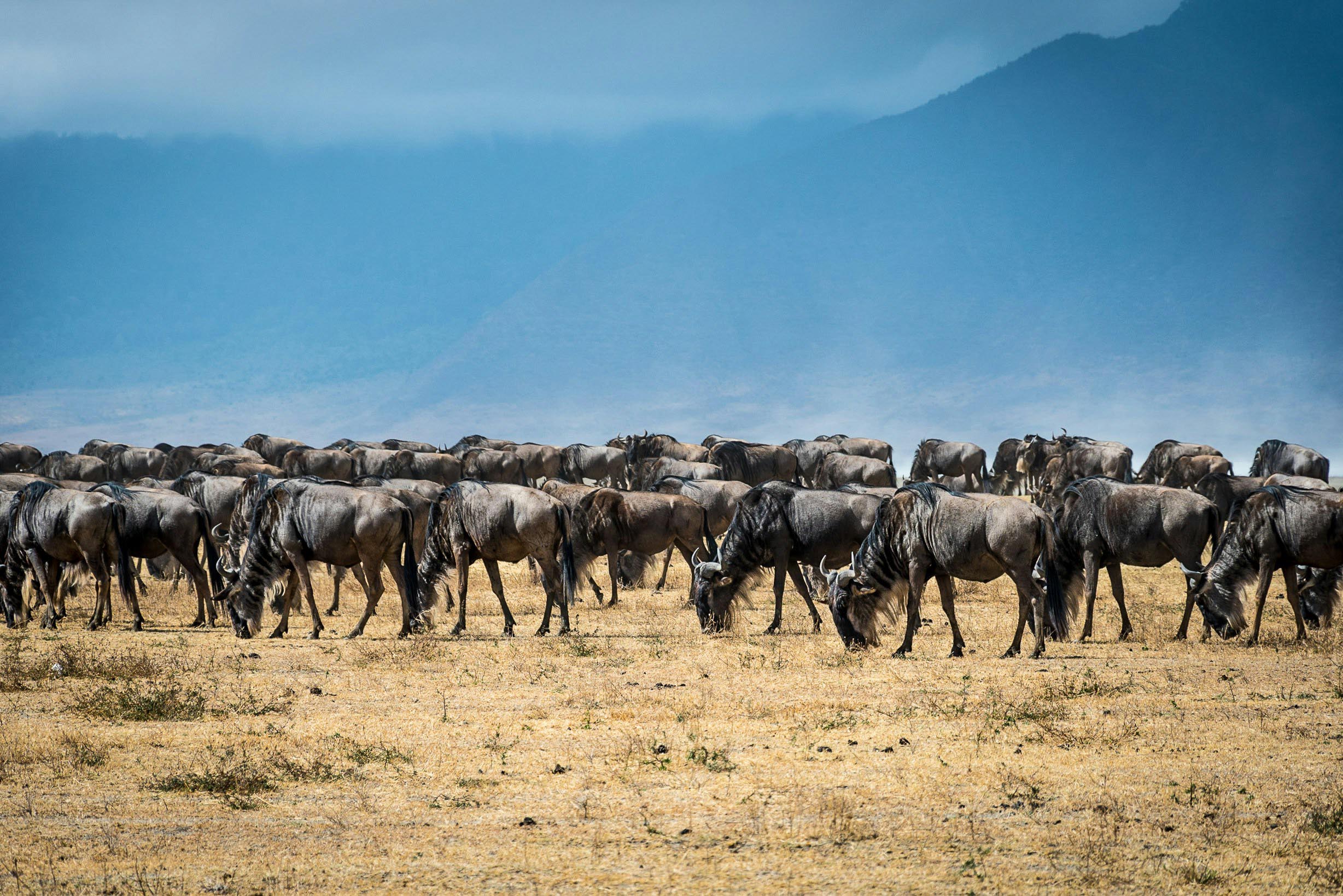 wildebeest animal hides