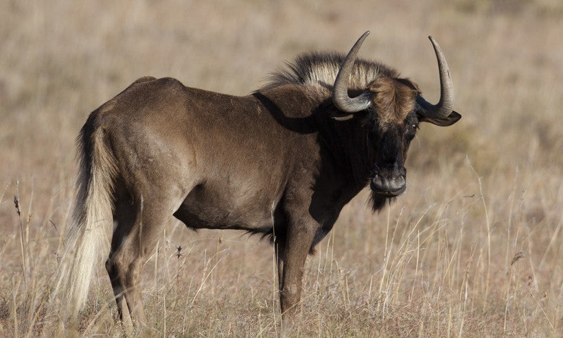 wildebeest animal hides