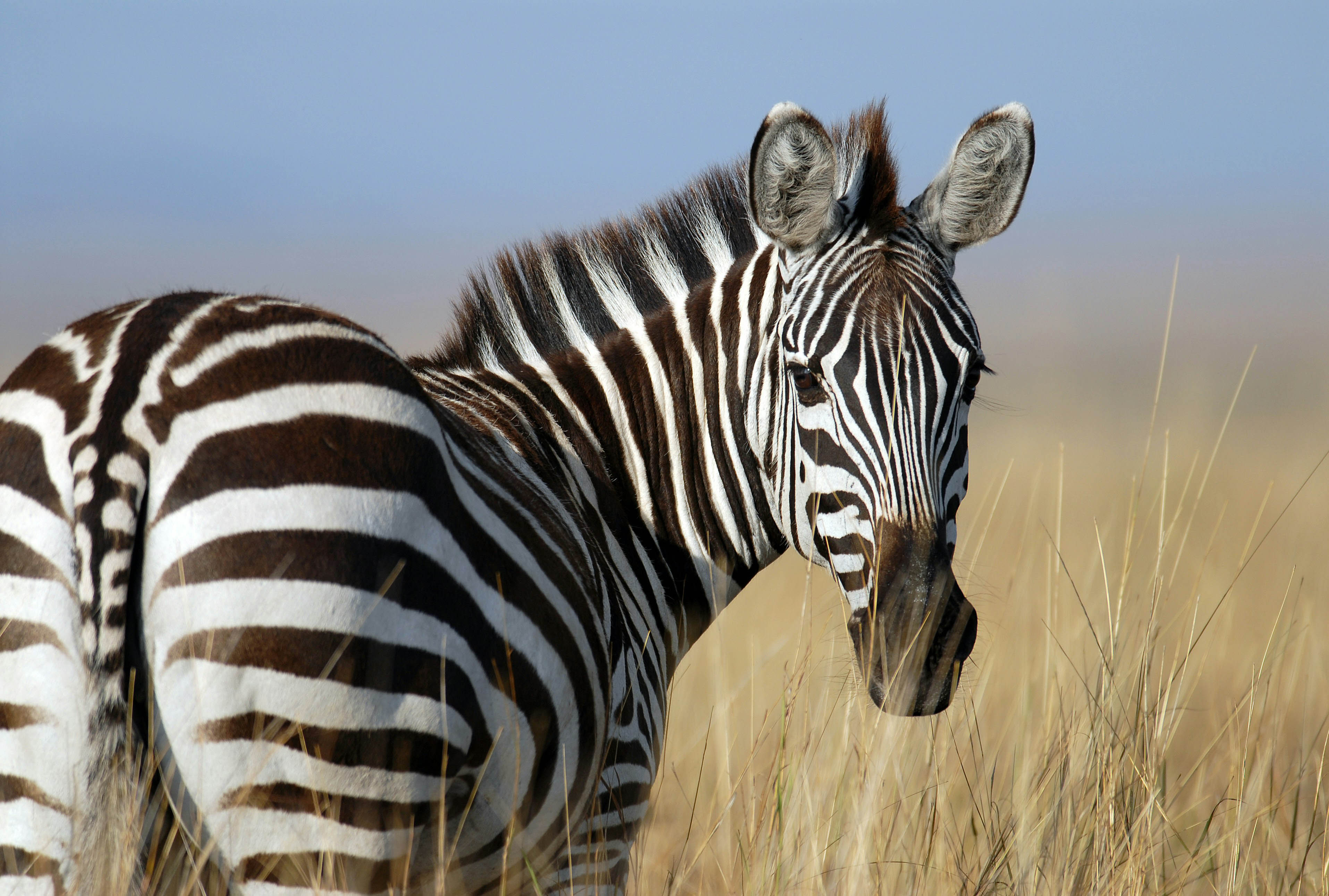 zebra animal hide