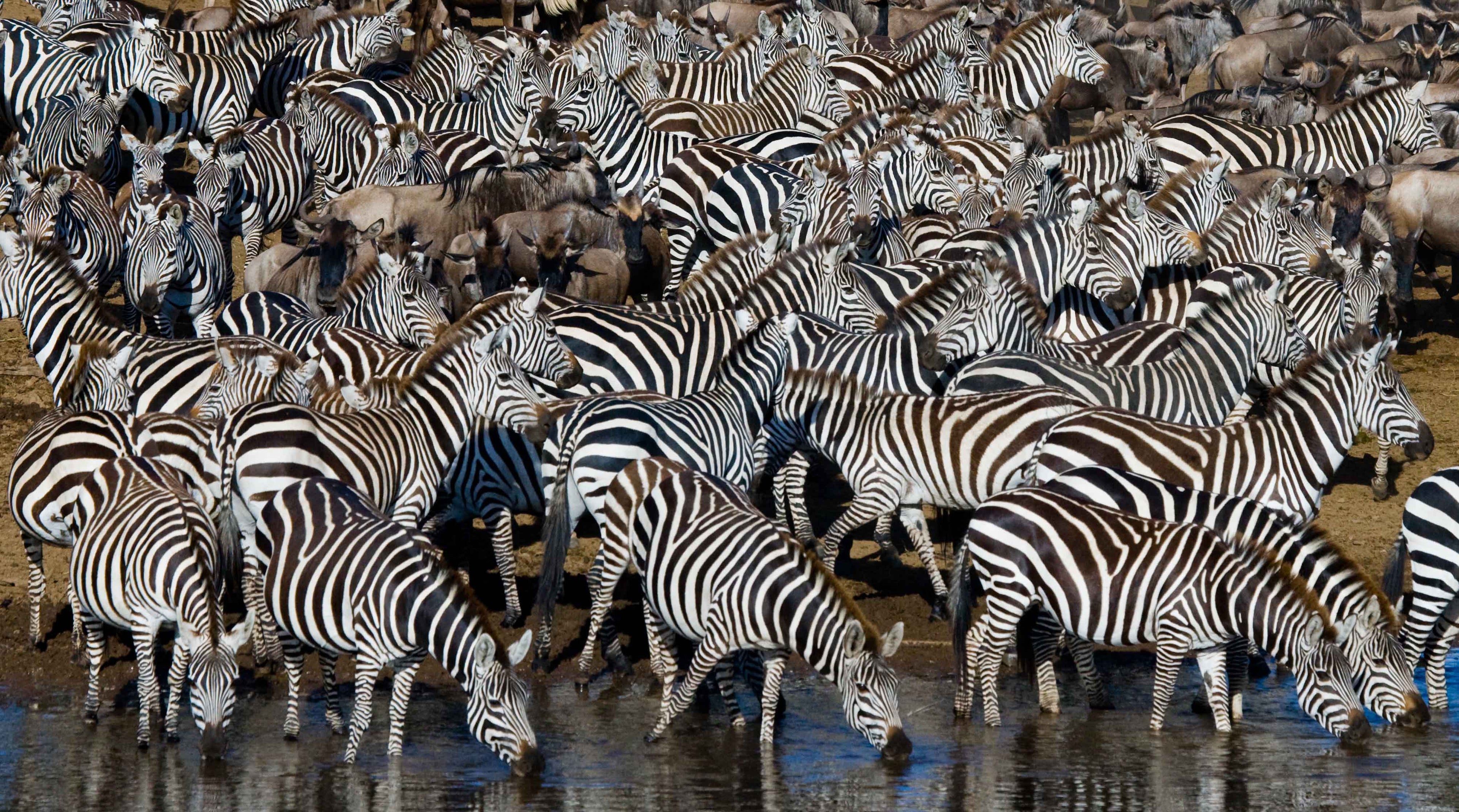 zebra animal hide