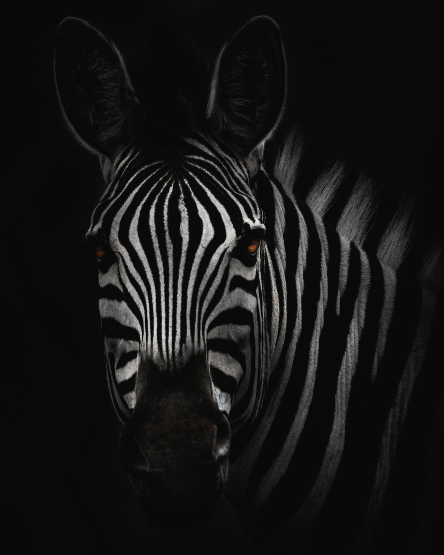 zebra animal hide