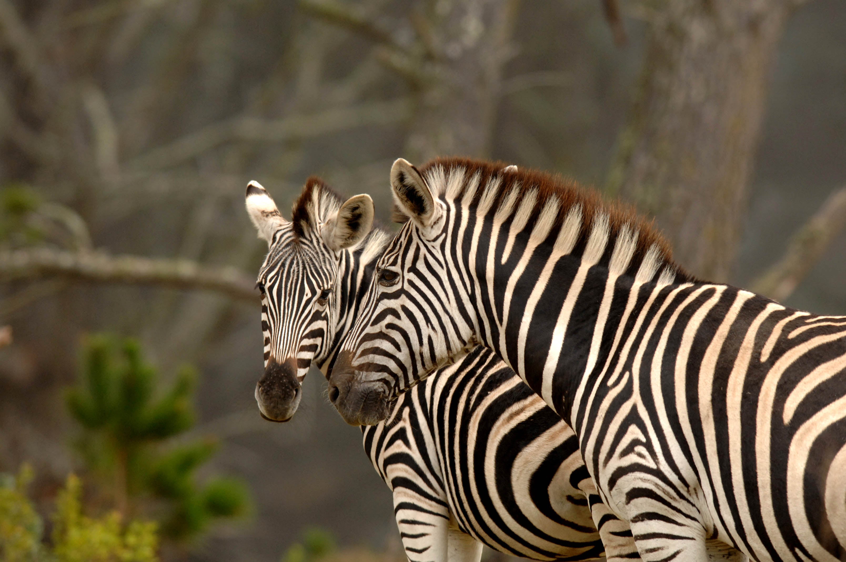 zebra animal hide