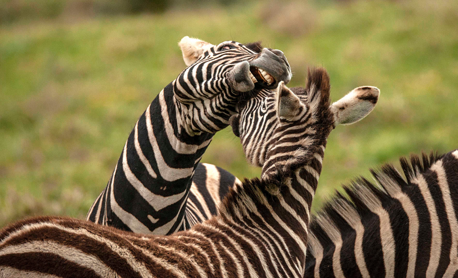 zebra animal hide