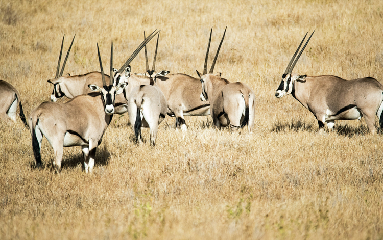 gemsbok oryx hide