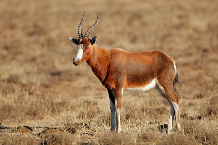 Blesbok Hides