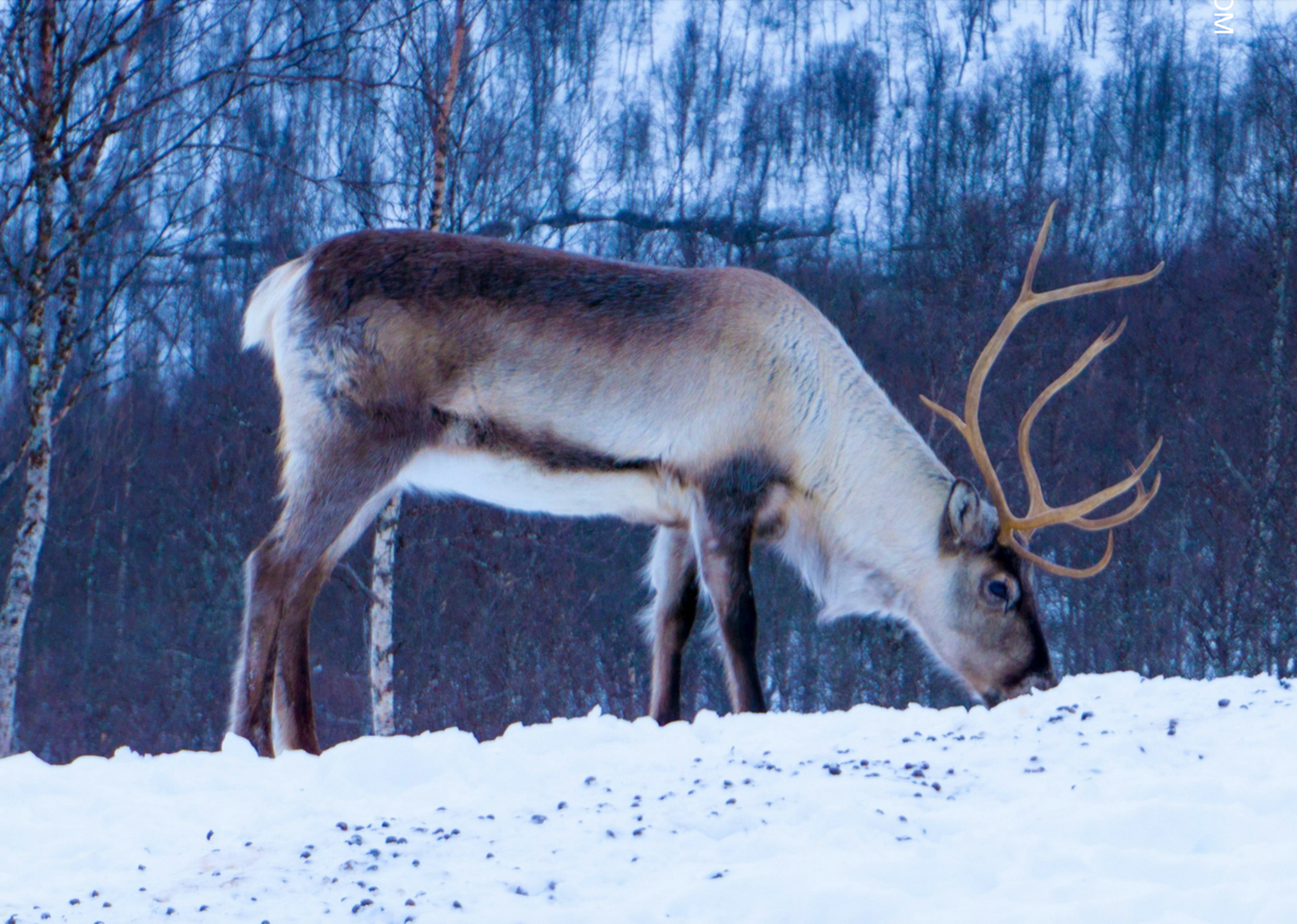 caribou animal hide