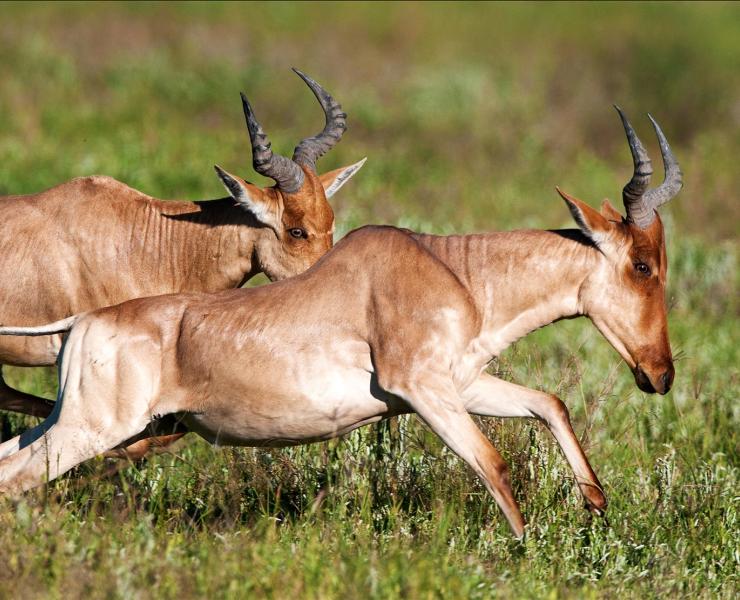 hartebeest game hide