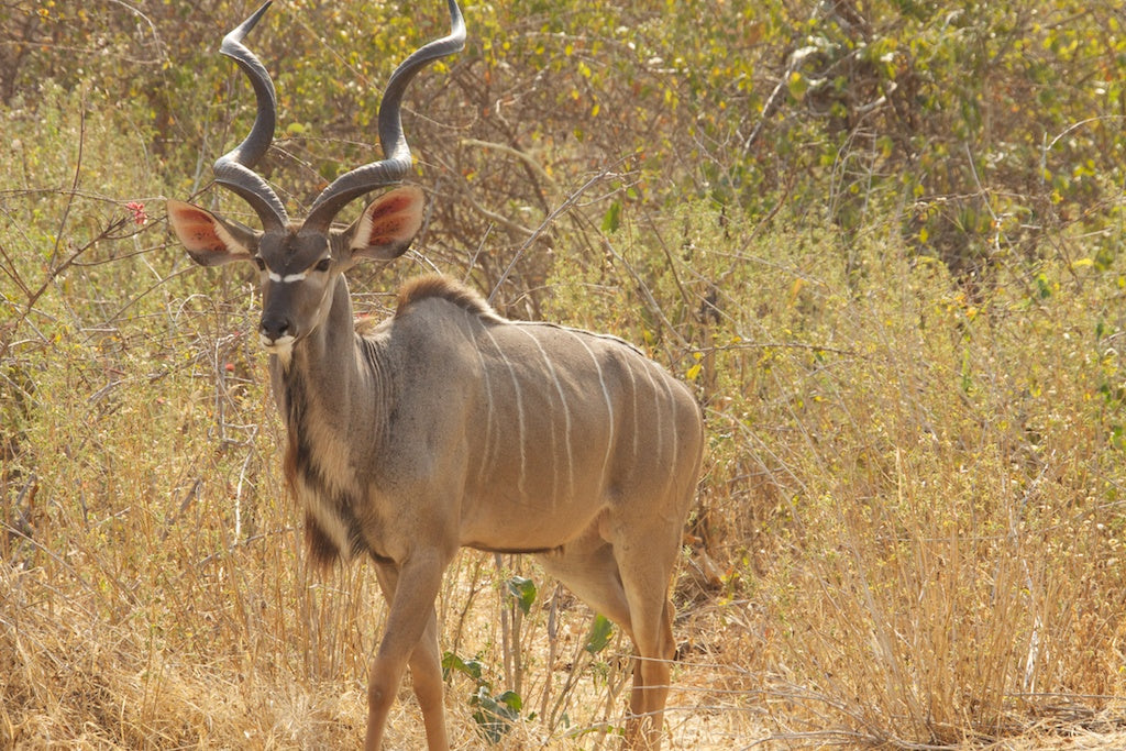 kudu hide