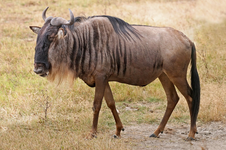 wildebeest hide