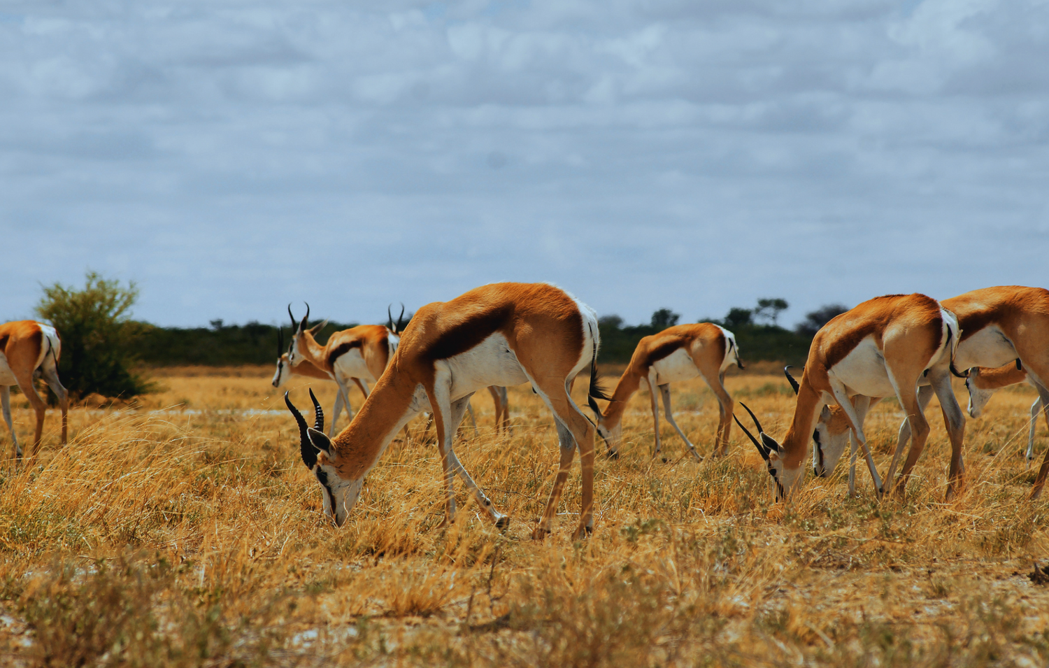 springbok hide