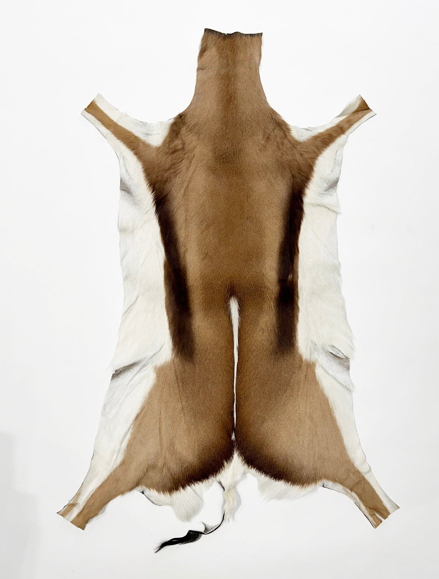 springbok hide