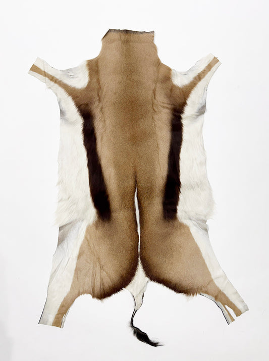 springbok hide