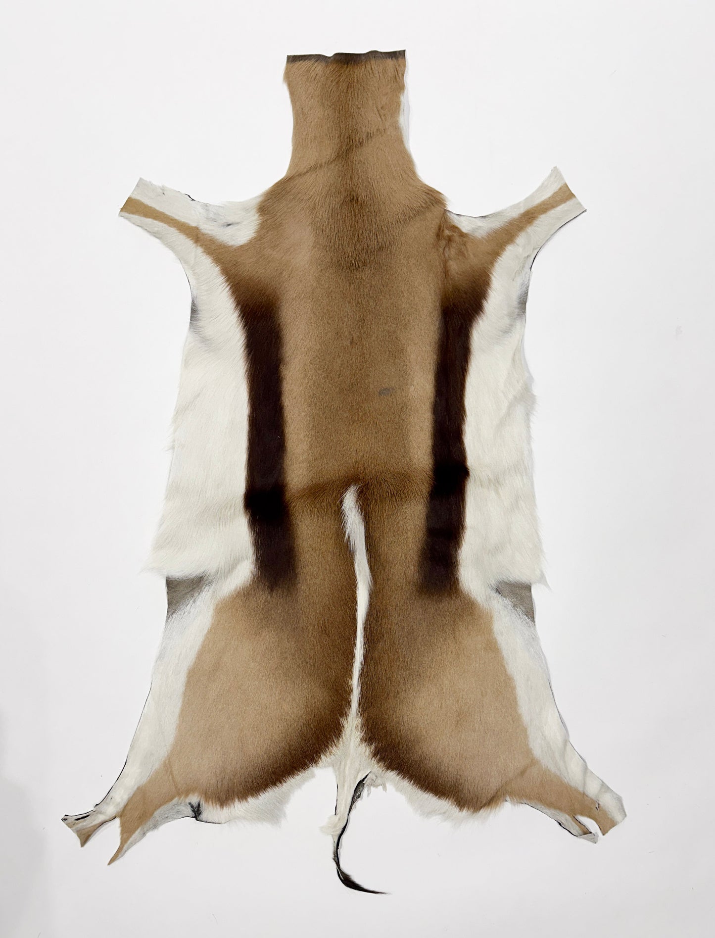 Springbok Hide Rug