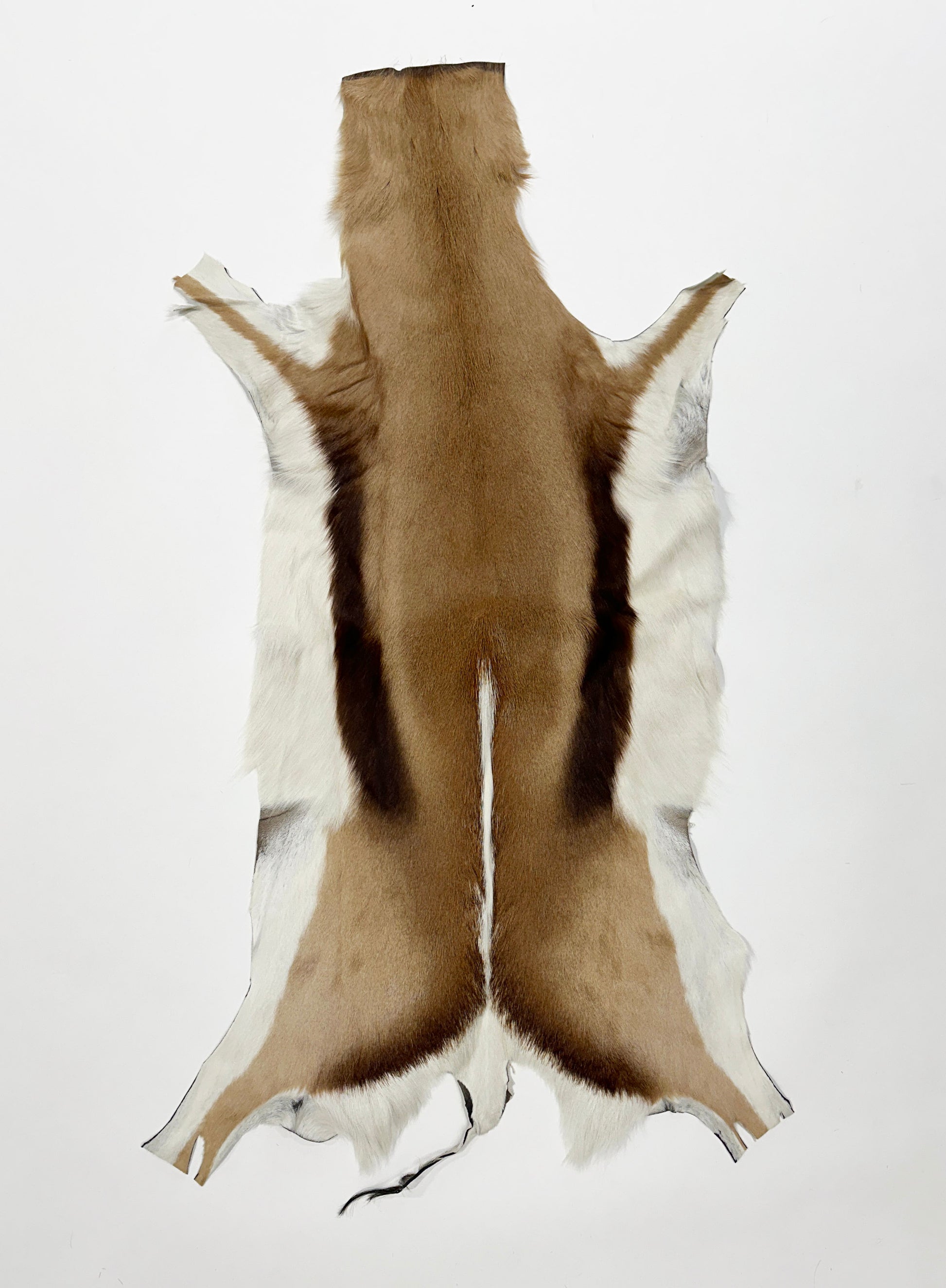 springbok hide