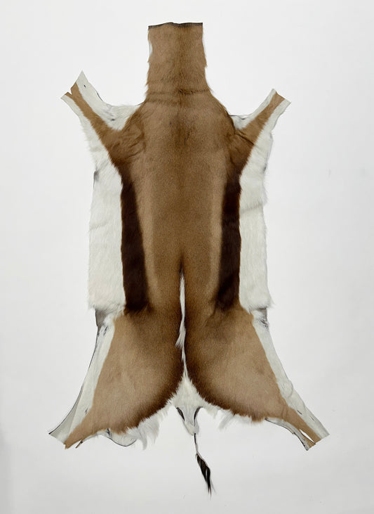 springbok hide