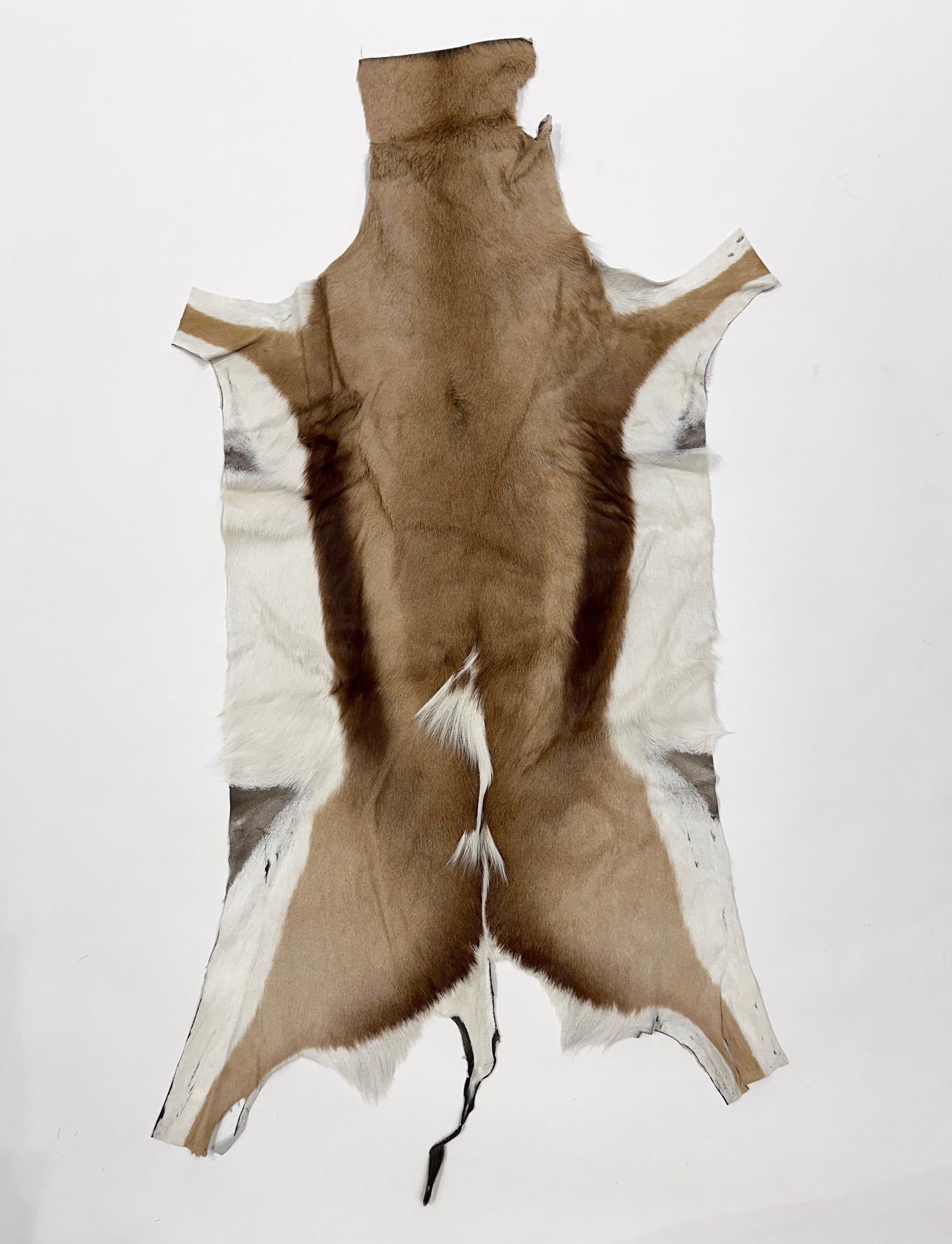 springbok hide