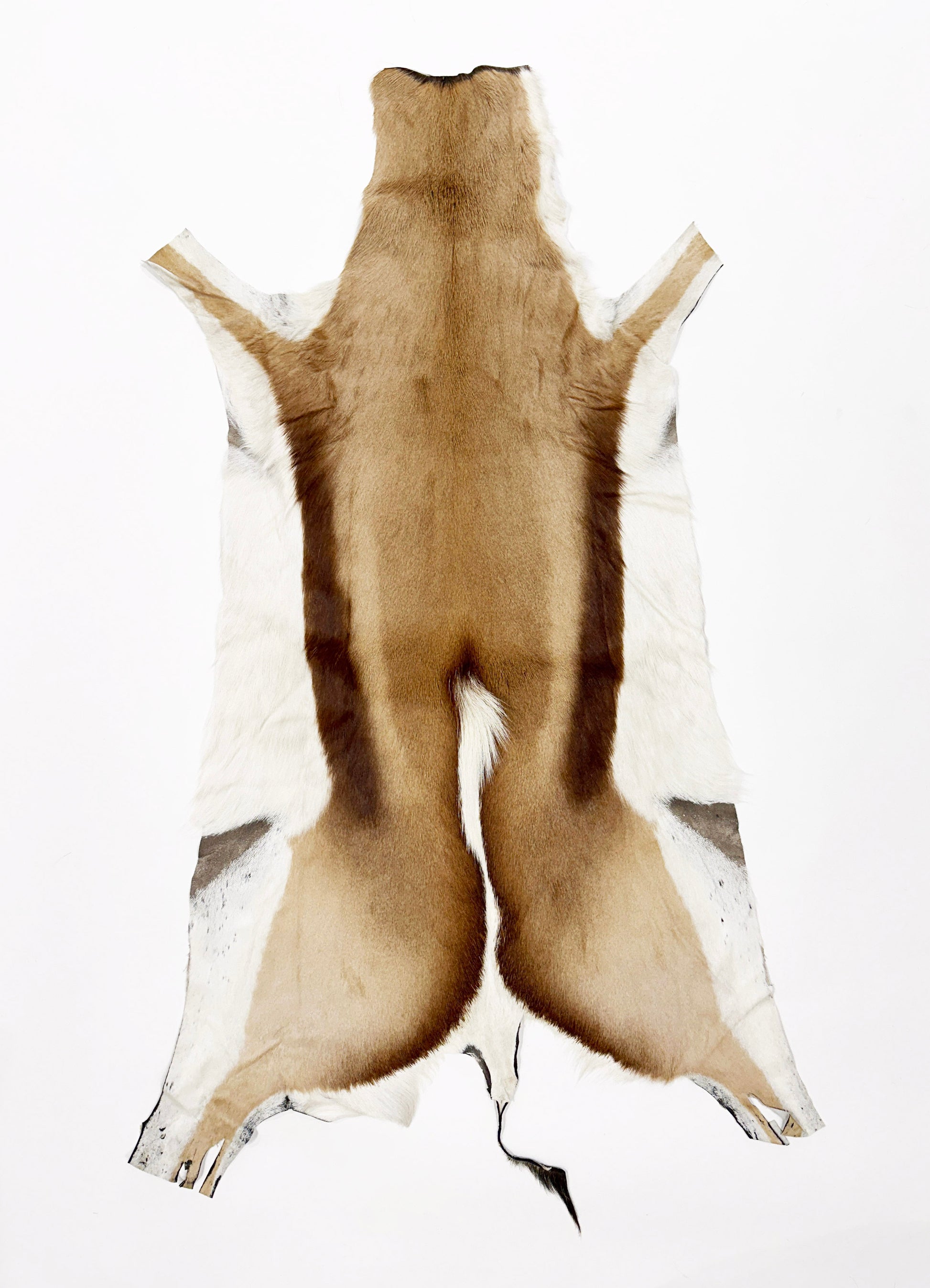 springbok hide