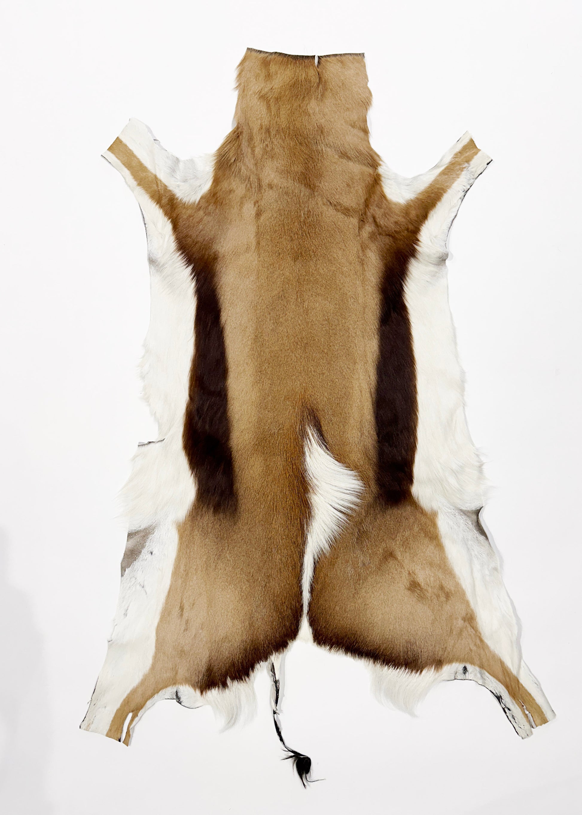 springbok hide